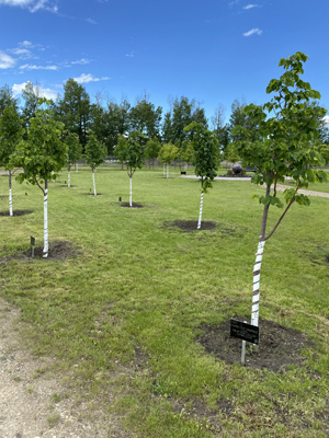 Memorial Forest